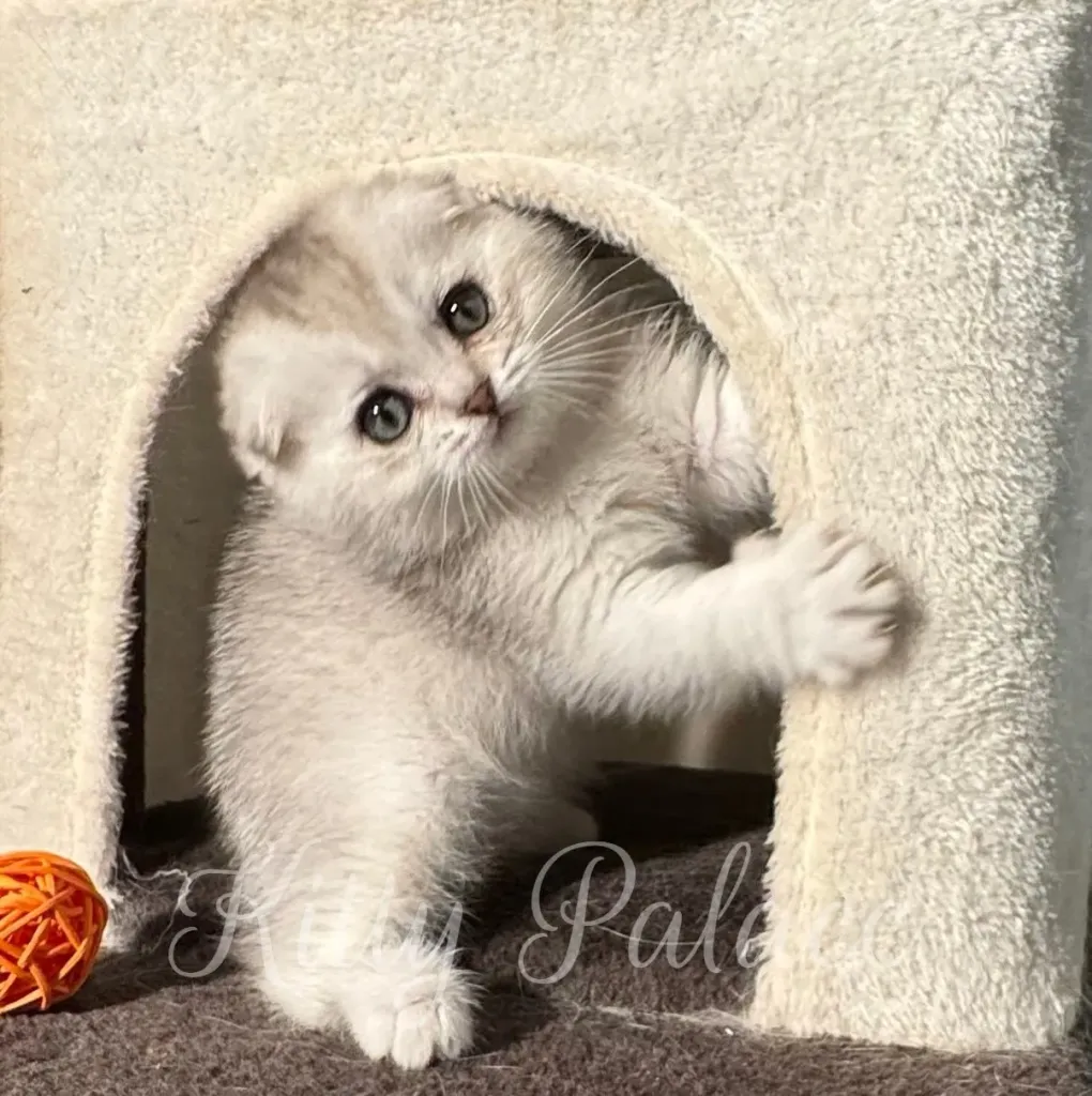 Kitten with folded ears peeking from soft cat house, showing curiosity and playful energy
