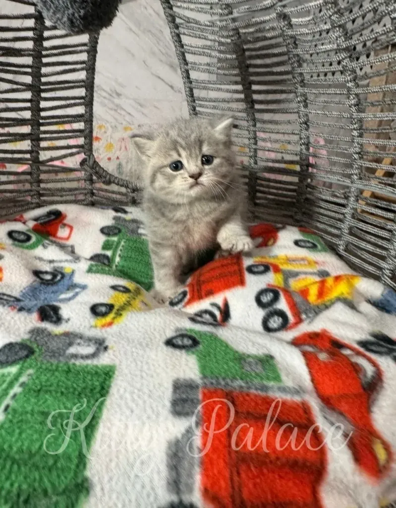Little Scottish kitten stepping forward with one paw raised, framed by soft gray ropes and playful textures