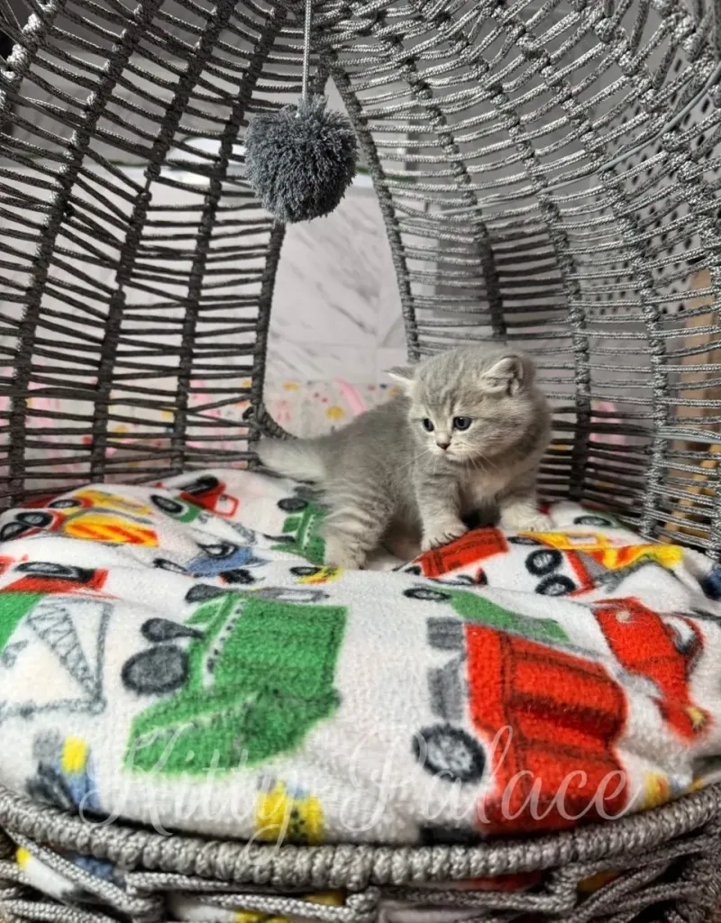 Playful chinchilla Scottish Straight kitten exploring a cozy wicker basket with raised tail and alert ears