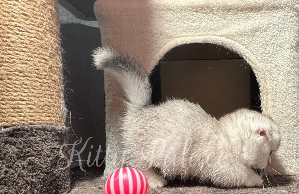 Playful silver kitten scratching near cat house entrance