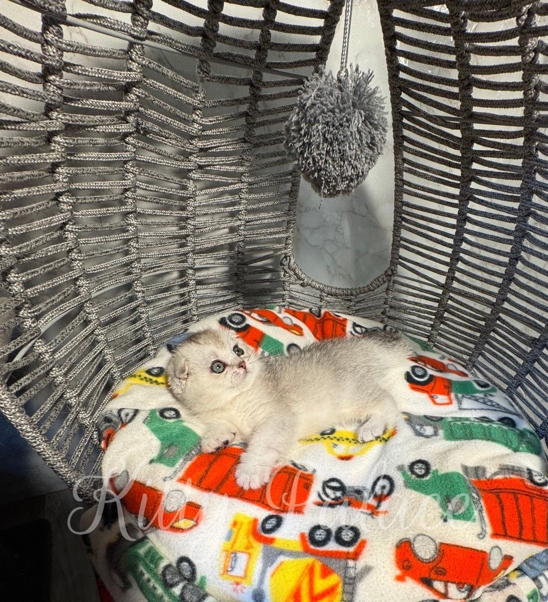 Relaxed Scottish Fold kitten resting under a pom-pom toy