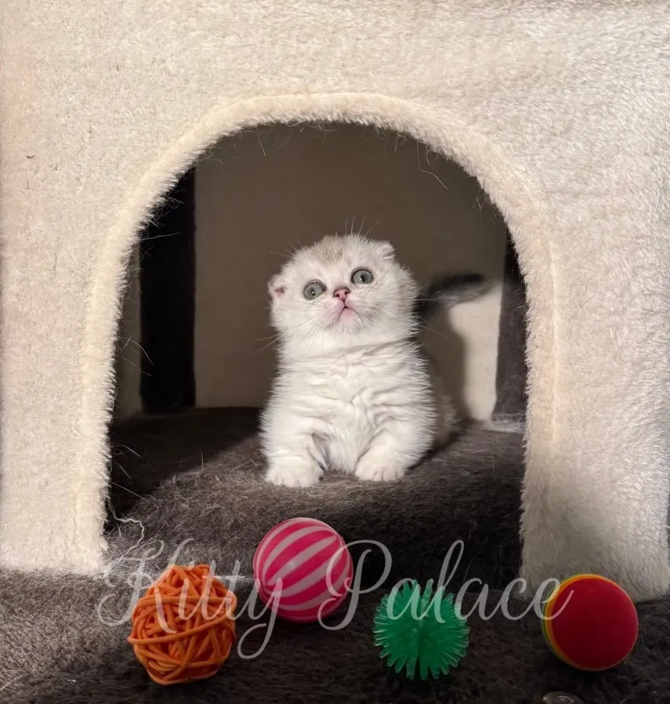 Scottish Fold kitten looking left in soft gray cat house with colorful balls