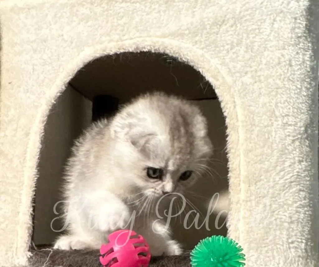 Scottish Fold kitten playing with pink and green balls inside cozy cat shelter