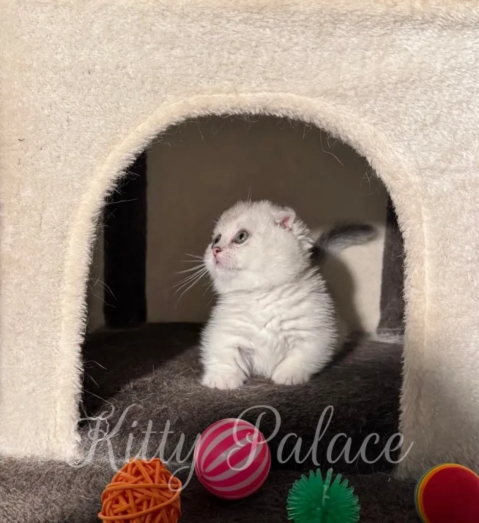 Silver Munchkin Scottish Fold kitten tilting head in cozy cat condo with soft lighting
