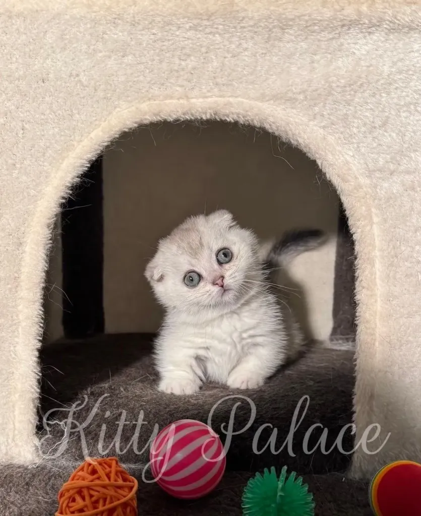 Silver chinchilla kitten sitting straight with toys in front, looking curious
