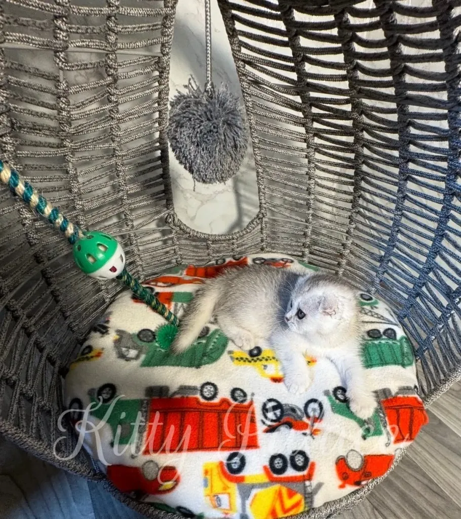 Silver chinchilla kitten watching attentively inside a cozy pod
