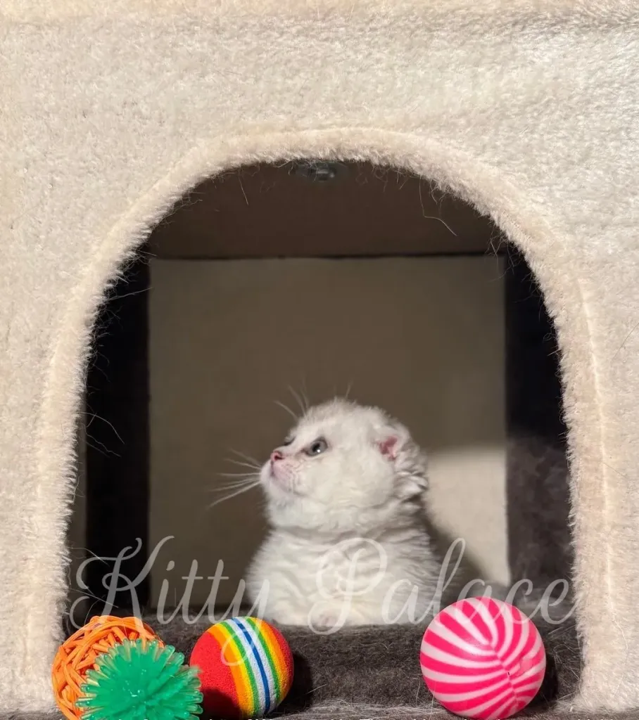 Silver kitten gazing upward, surrounded by rainbow, orange, and pink toys