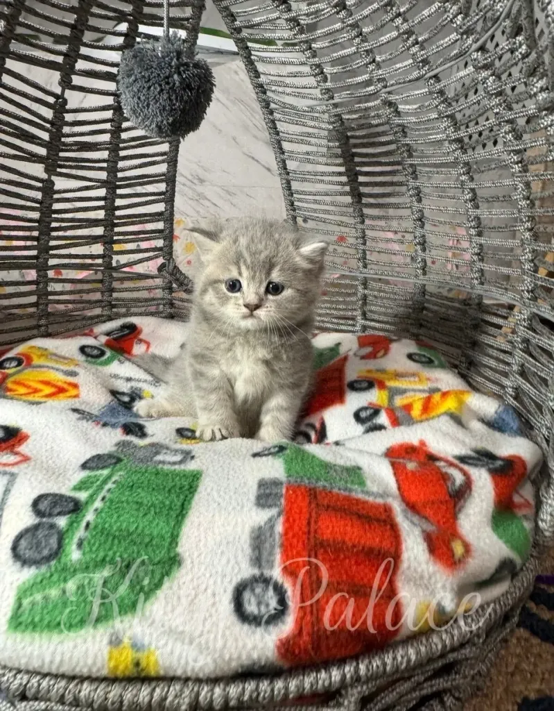 Sweet Scottish Straight kitten calmly sitting in a nest-shaped basket with red and green trucks on the bedding