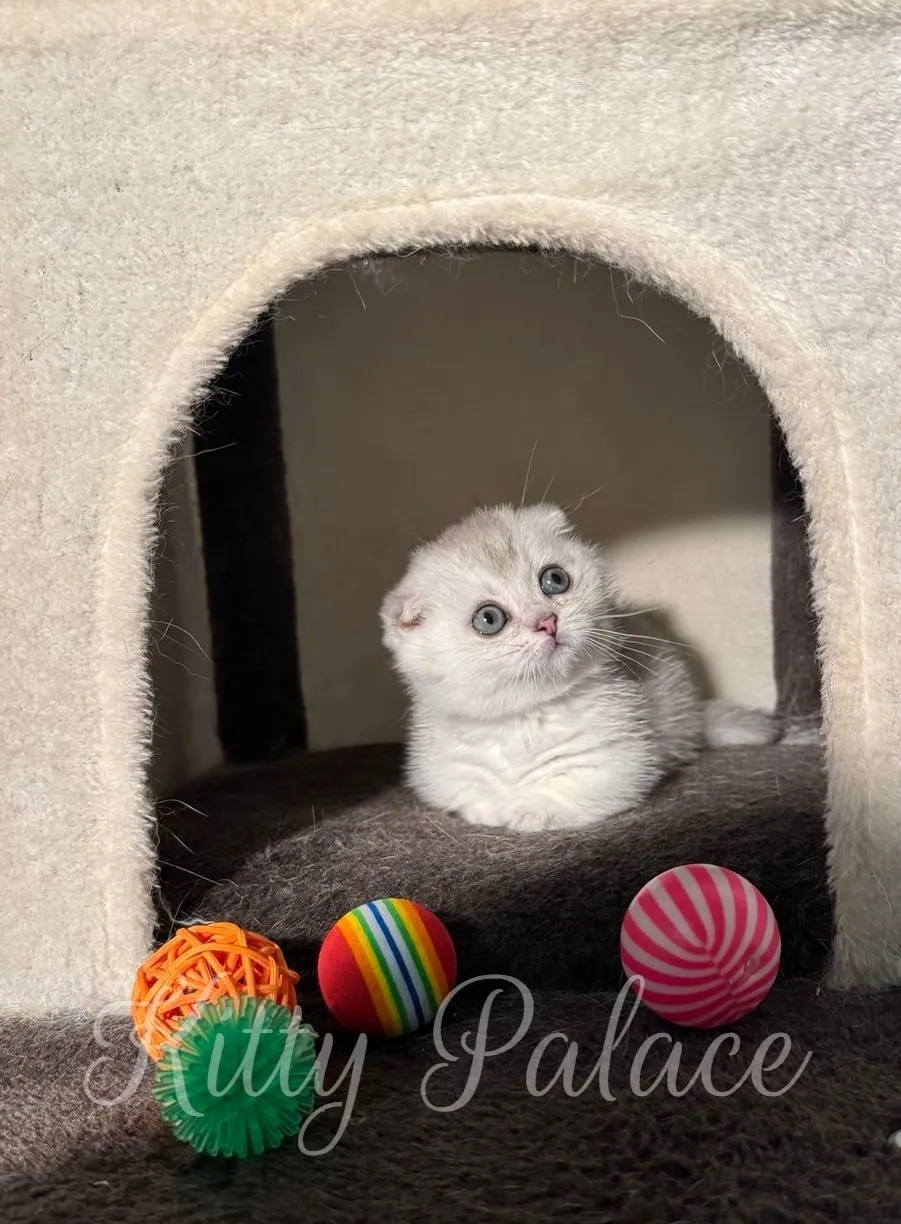 Tiny Scottish Fold kitten lying calmly in cat condo with bright toys