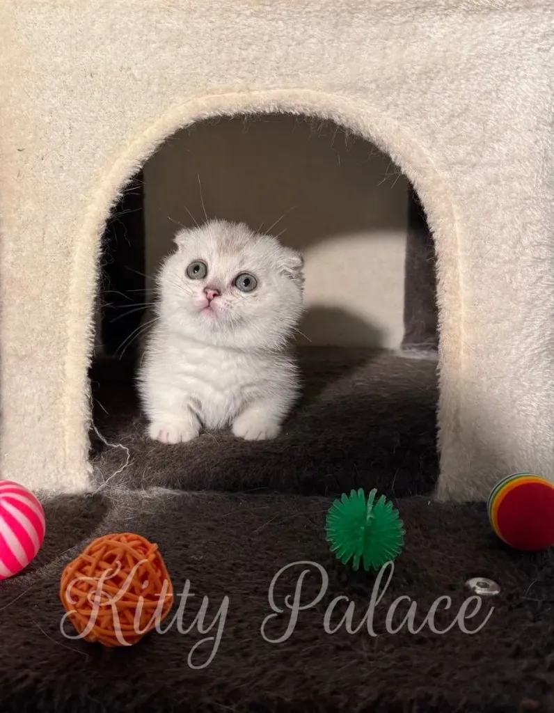 Tiny Silver Scottish Fold kitten peeking out of a soft cat condo with toys around