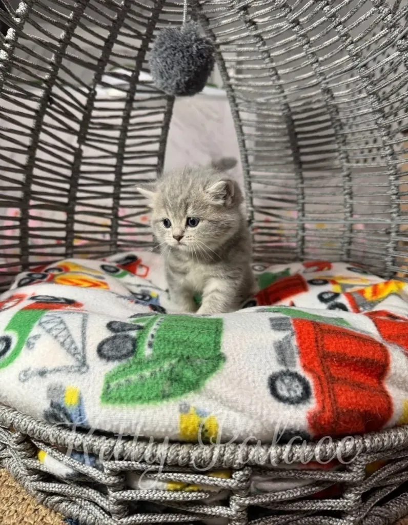 Tiny kitten standing confidently in a comfy wicker dome bed