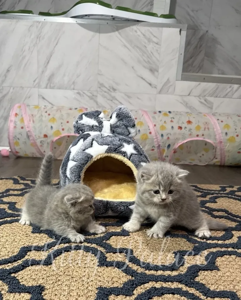 Two chinchilla Scottish Straight kittens playing near a plush star-covered cat house on a patterned carpet, one sitting and the other standing alertly