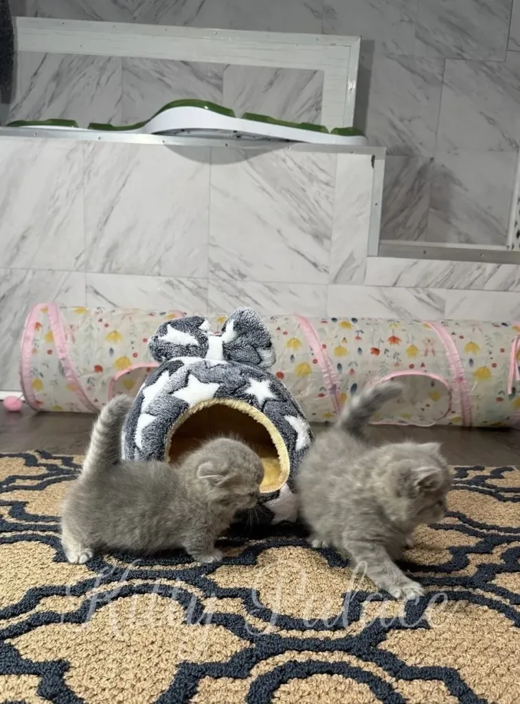 Two chinchilla Scottish Straight kittens playing near a plush star-shaped cat house on a beige and navy rug