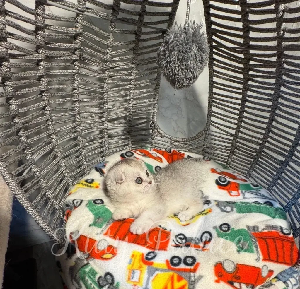 Young folded-ear kitten stretching on a patterned blanket