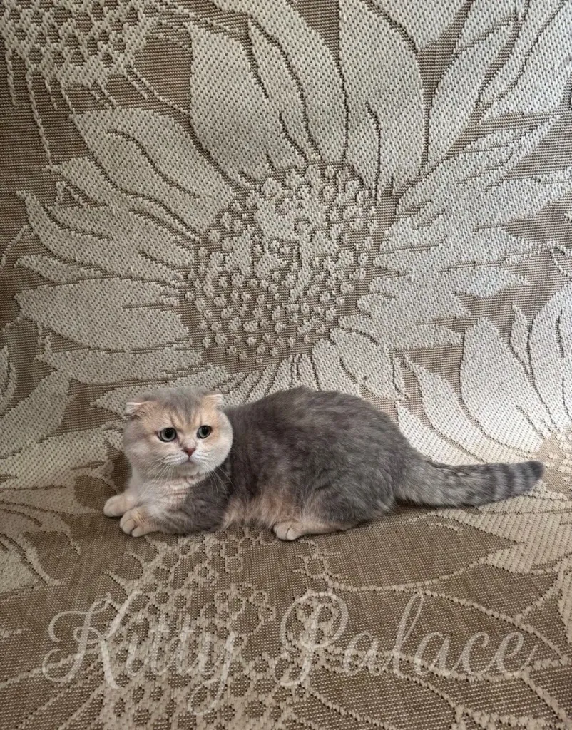 A Munchkin Fold cat with folded ears and a charming round face sits on patterned fabric featuring large floral designs