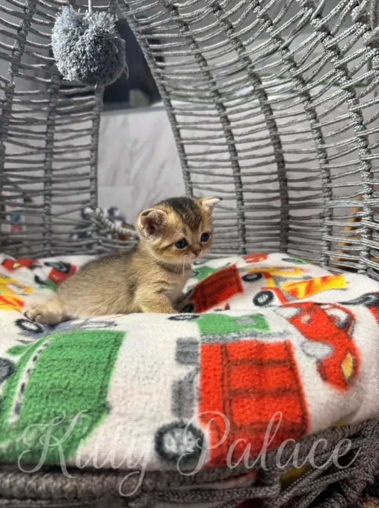 A beautiful and cute kitten lounges comfortably on a soft blanket in a decorative chair