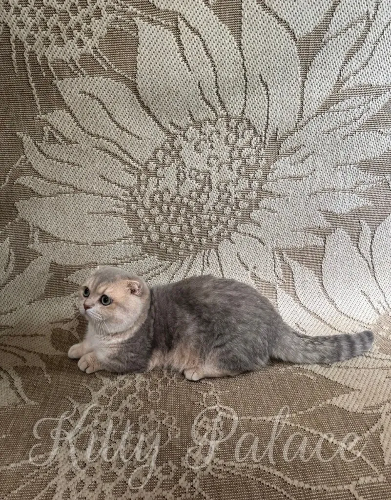 A beautifully captured image of a blue Munchkin Fold cat resting against a textured, floral pattern backdrop