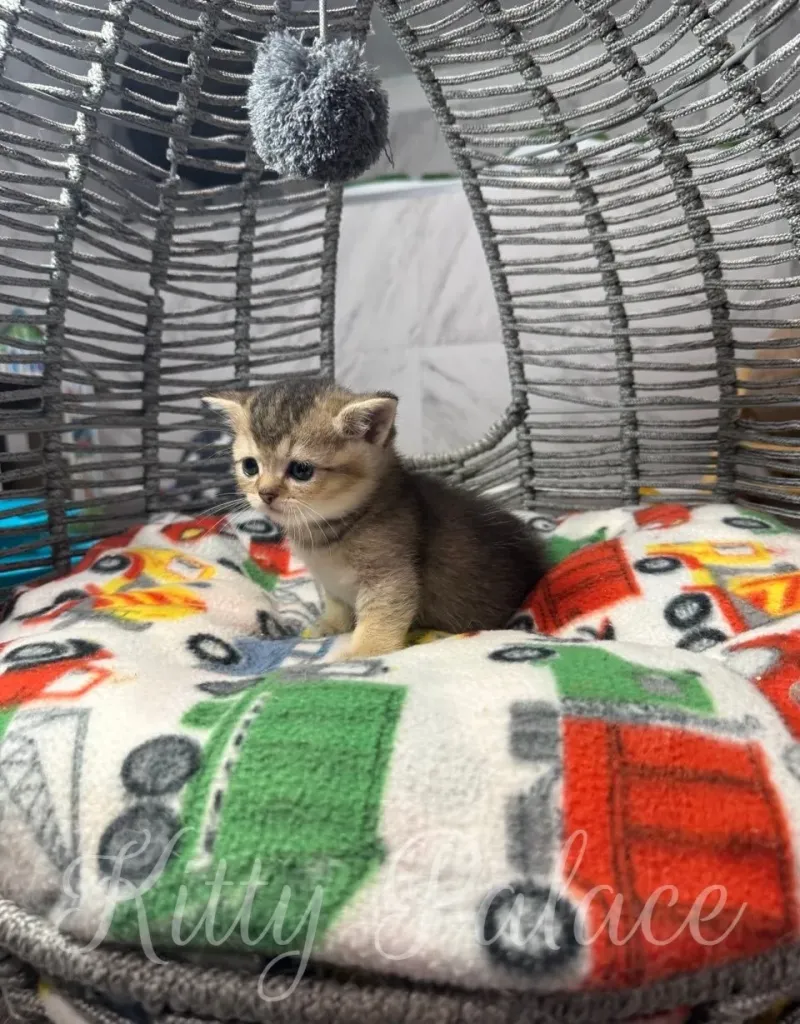 A charming and curious kitten perched on a vibrant cushion, surrounded by playful decor