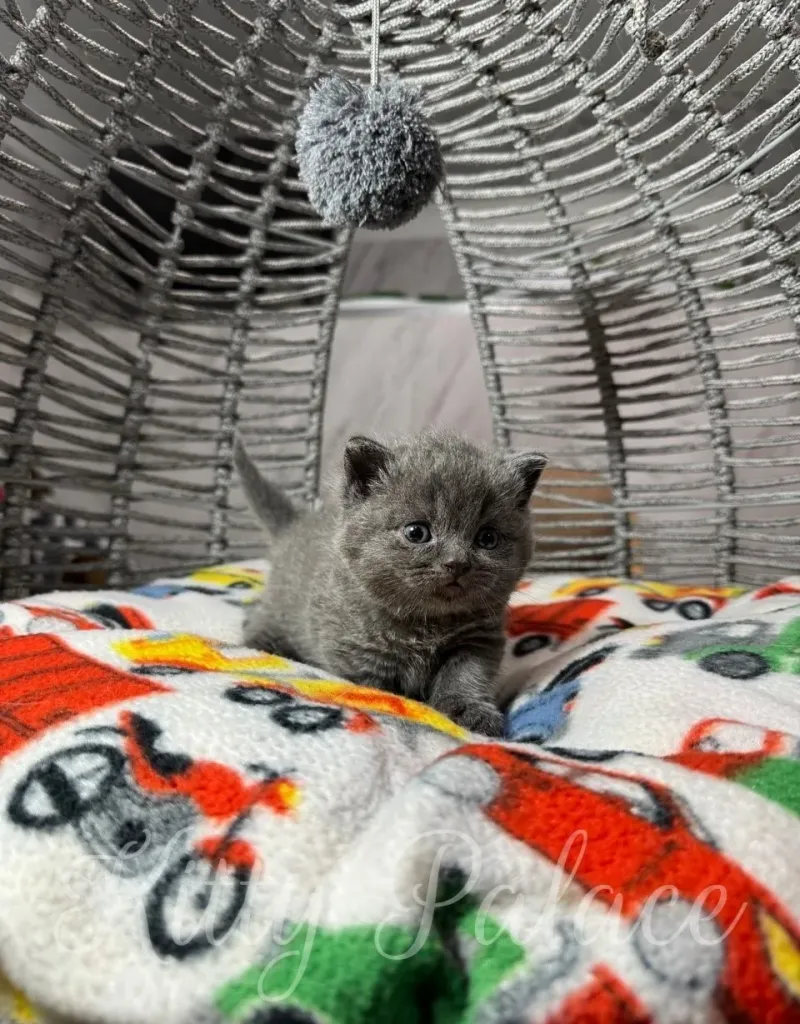 A charming kitten enjoying a soft, colorful blanket within a comfortable setting featuring playful elements