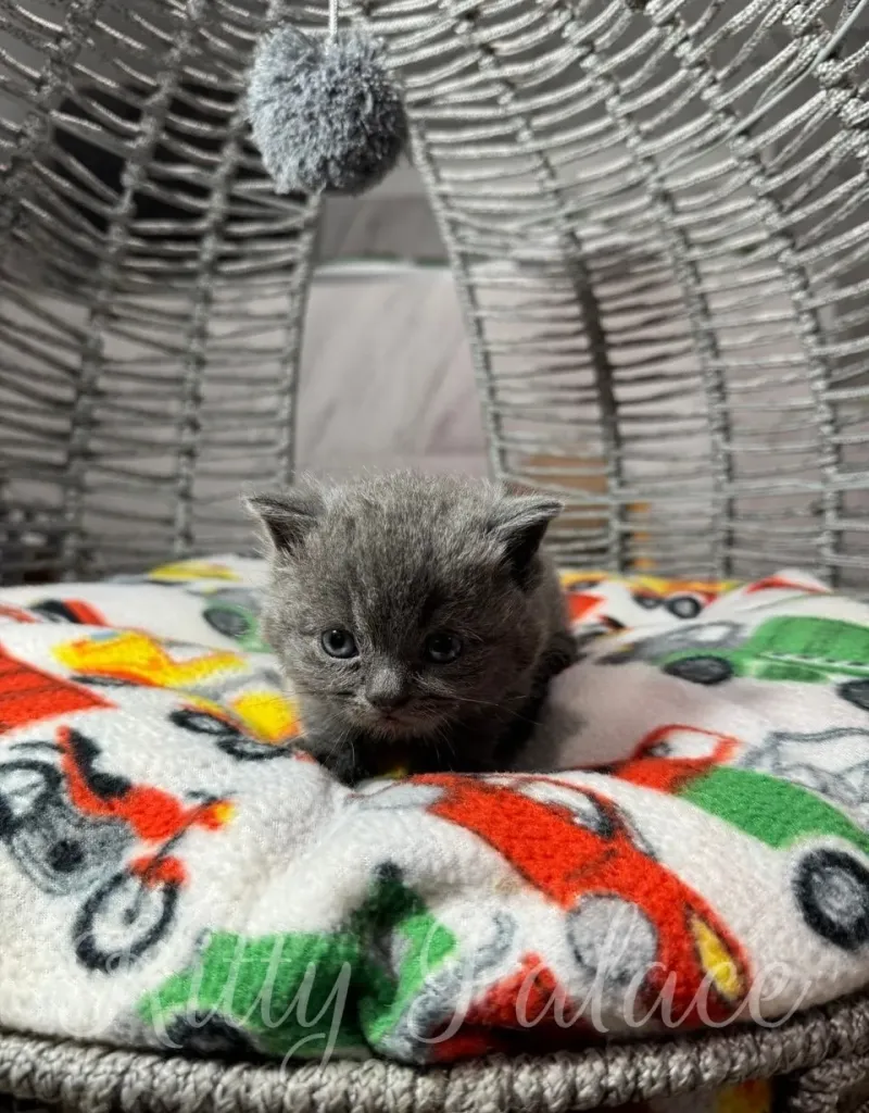 A charming blue munchkin kitten sits comfortably on a vibrant blanket, showcasing cuteness and playfulness