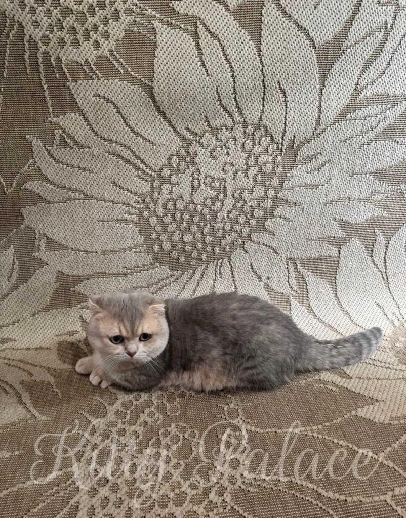 A charming cat lies against a textured background featuring an intricate floral motif,