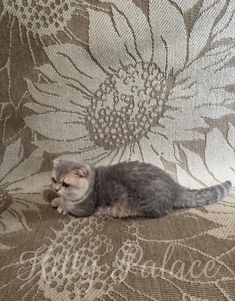 A charming domestic cat sits on a textured fabric featuring floral patterns