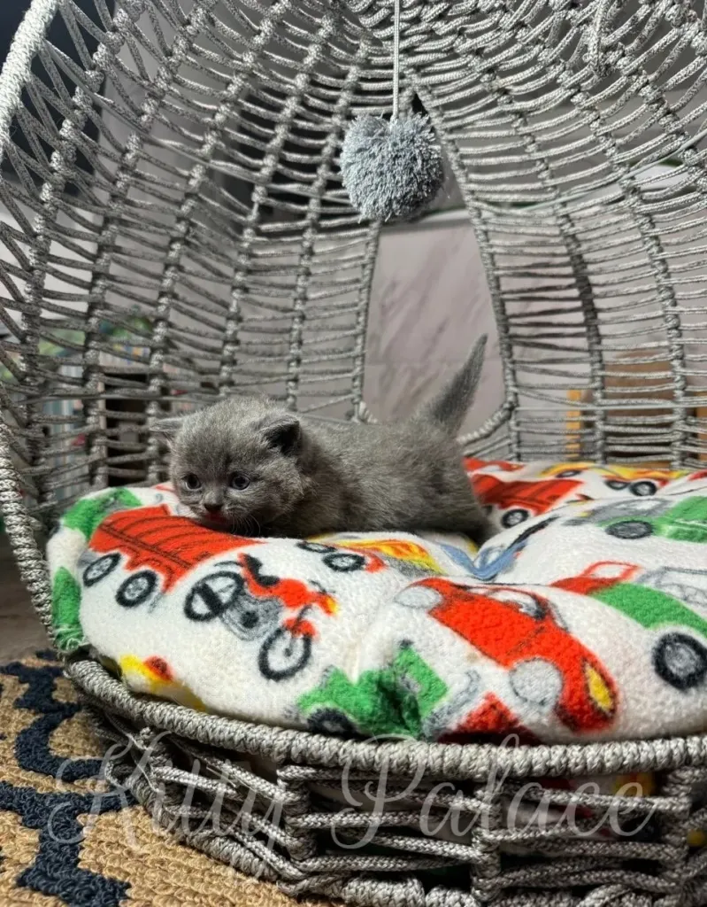 A charming kitten lying comfortably in a colorful, patterned bed inside a decorative wicker basket