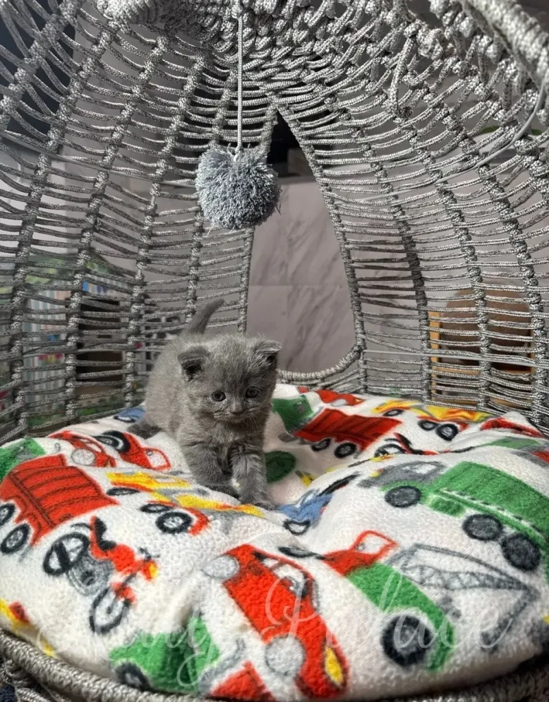 A charming gray kitten sits comfortably in a hanging basket with a cozy blanket and a fun dangling toy