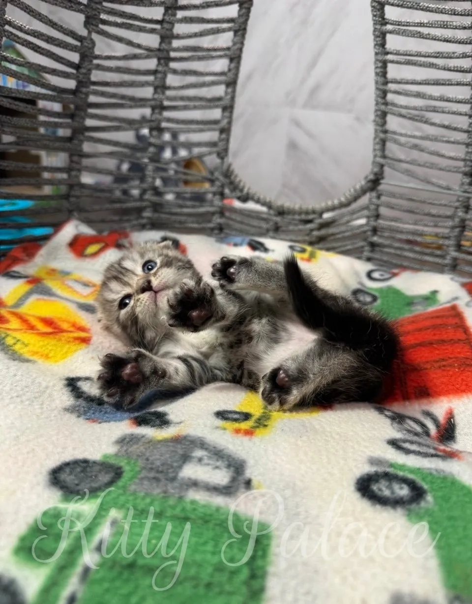 A charming image of a tiny striped kitten lounging on a colorful blanket with toys, surrounded by a cozy environment