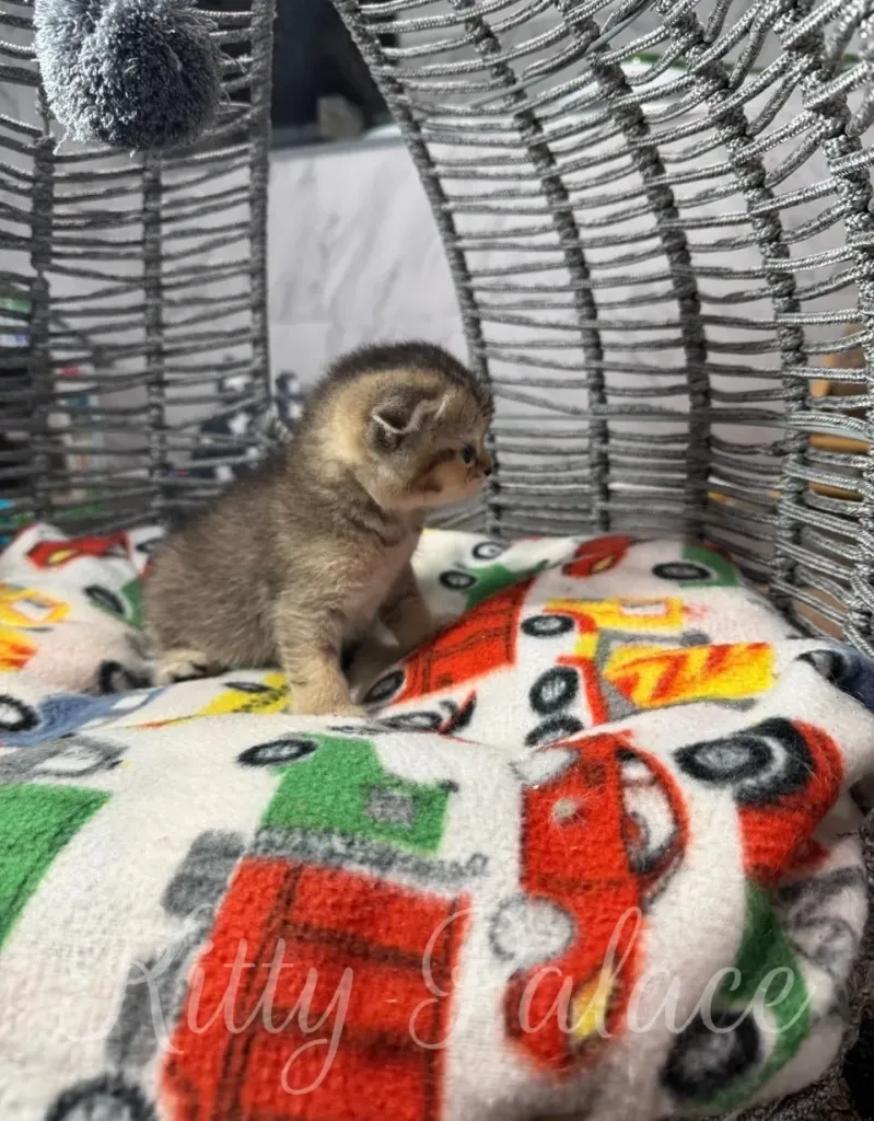 A charming kitten sits comfortably in a wicker bed adorned with a vibrant blanket