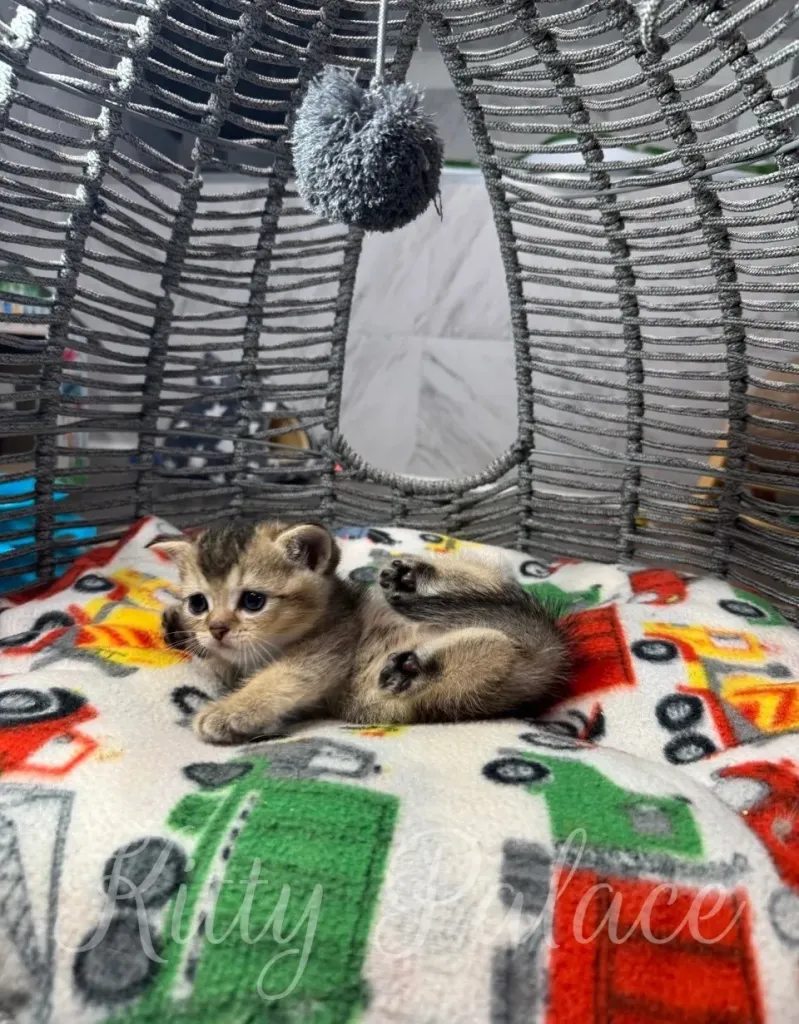 A charming little kitten relaxes on a colorful themed blanket inside a small woven basket