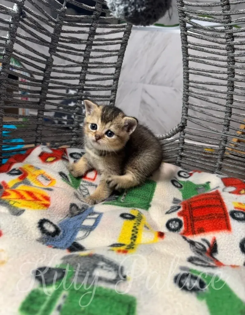 A cute and curious kitten sitting on a vibrant blanket with vehicle designs, surrounded by a cozy and playful environment