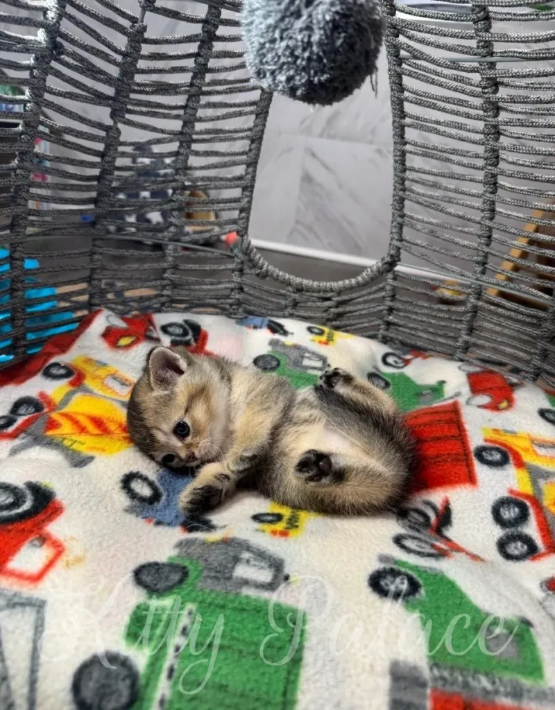 A cute and playful kitten lying on a vibrant blanket adorned with cartoon vehicles