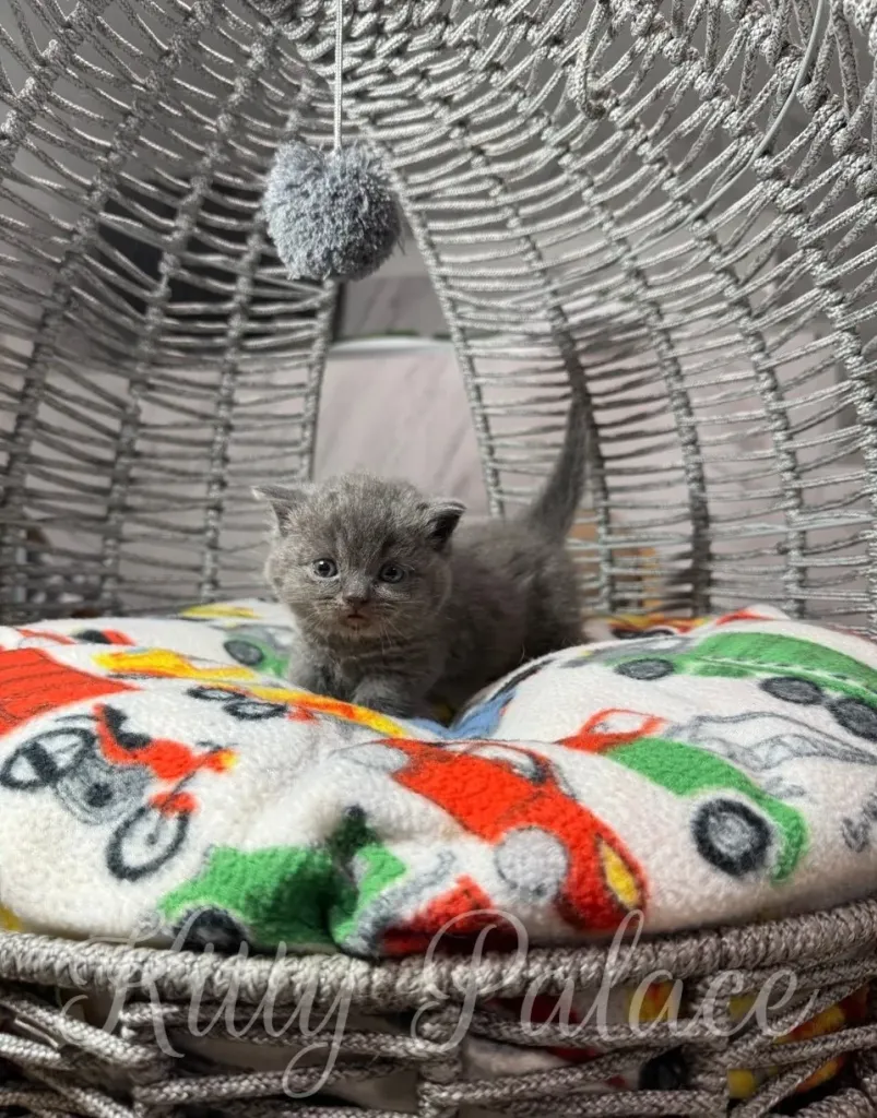 A cute blue munchkin kitten sits on a colorful cushion inside a wicker basket, playing with a hanging toy