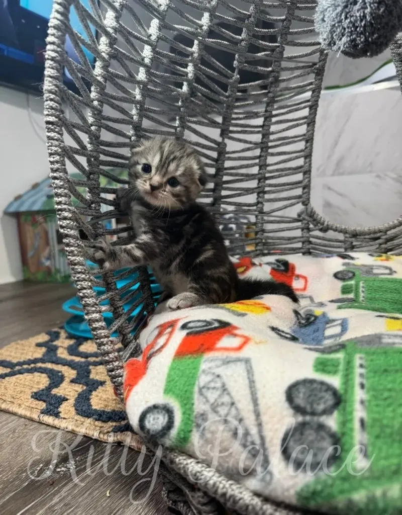 A cute gray and black kitten resting in a handwoven basket surrounded by a cozy environment featuring a colorful blanket