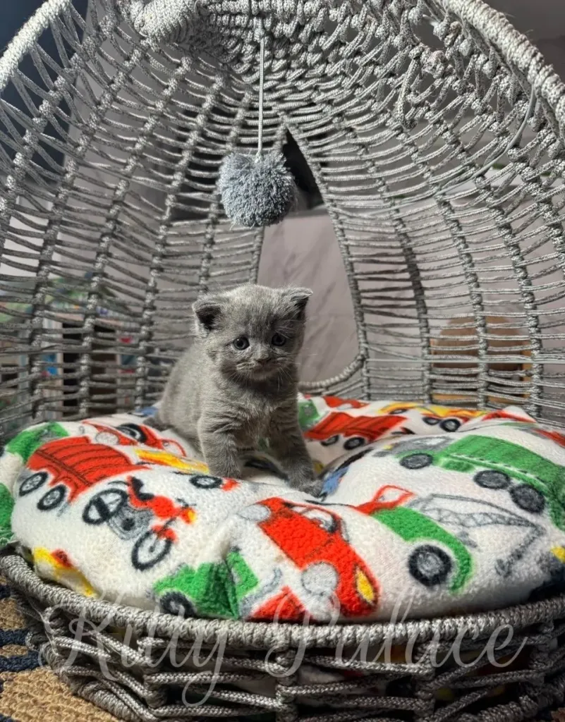A cute gray kitten sits comfortably in a decorative wicker basket lined with a colorful, vehicle-patterned blanket