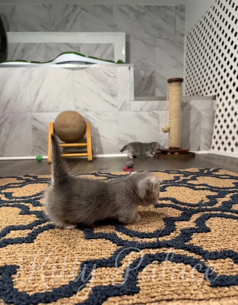 A cute munchkin blue golden kitten walking across a decorative rug in a bright, cozy room with unique decor, evoking a sense of warmth