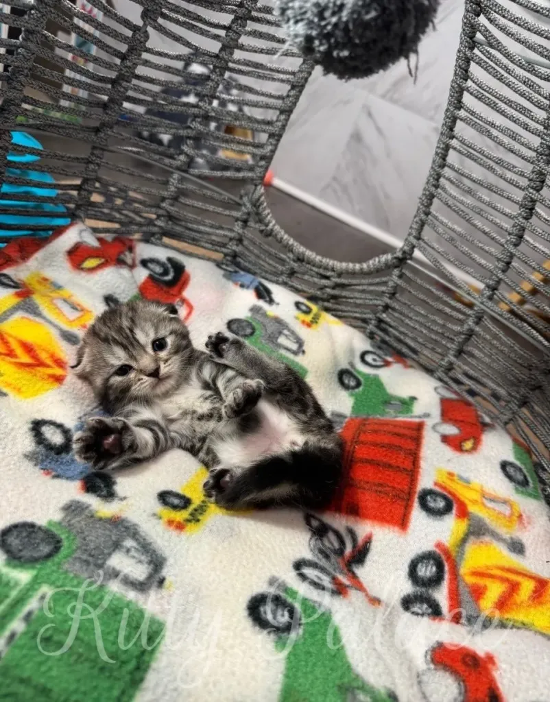 A cute marble scottish fold kitten sits on a vibrant toy-themed blanket within a cozy indoor swing setup