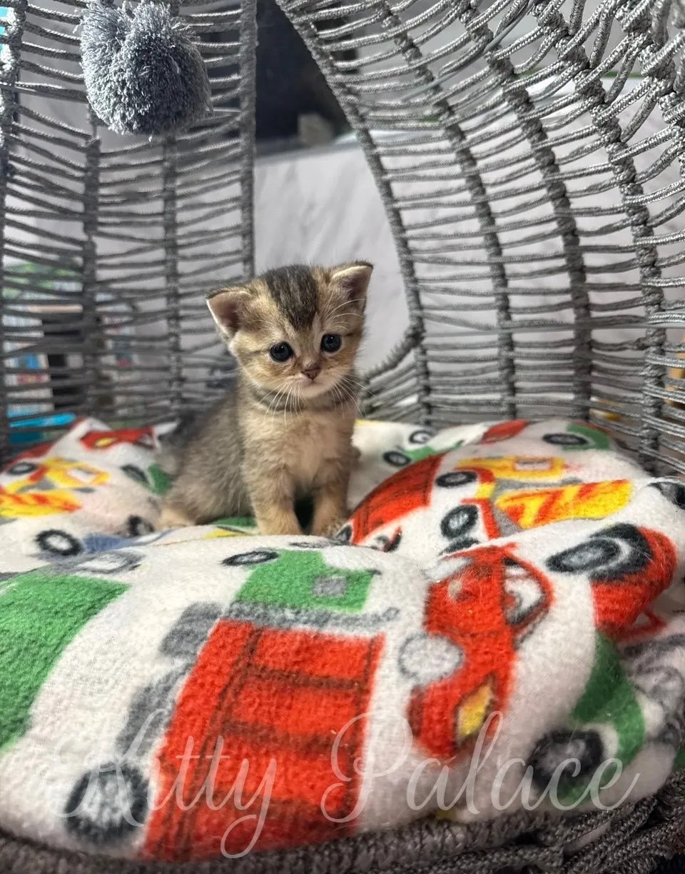 A cute black golden scottish straight kitten resting in a woven basket adorned with a colorful blanket featuring fun designs