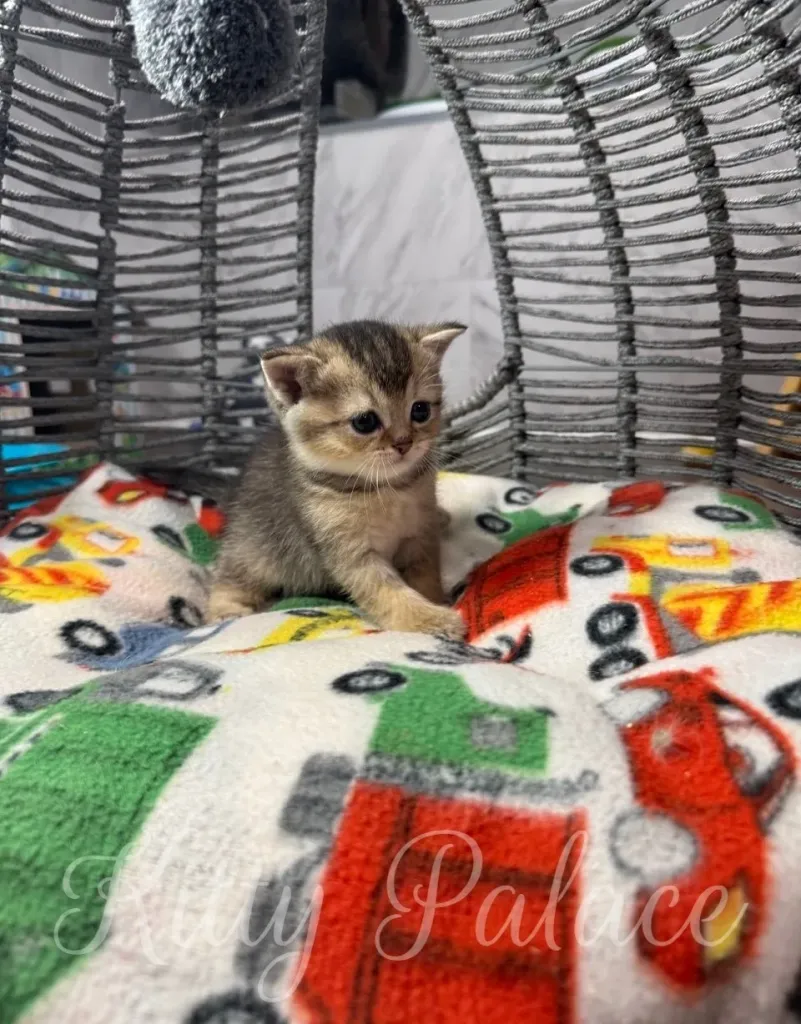 A cute kitten sits in a cozy wicker basket, surrounded by a colorful patterned blanket
