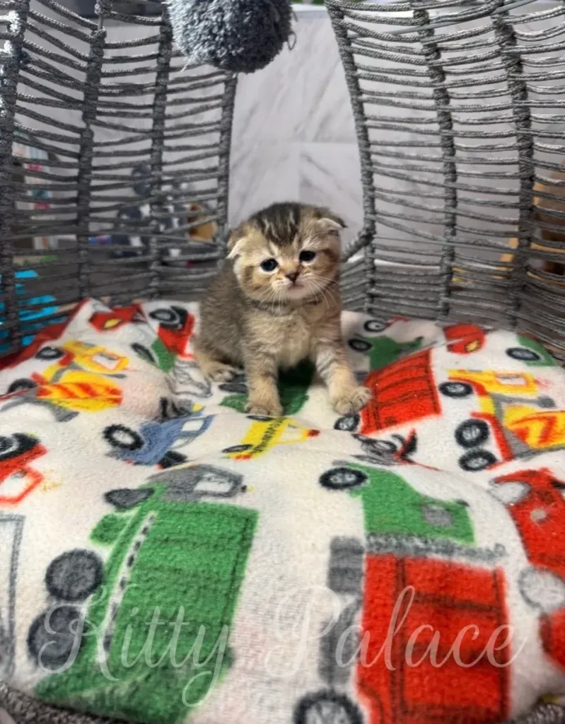 A cute chinchilla golden scottish fold kitten sits on a vibrant patterned blanket inside a woven basket, exuding warmth and charm
