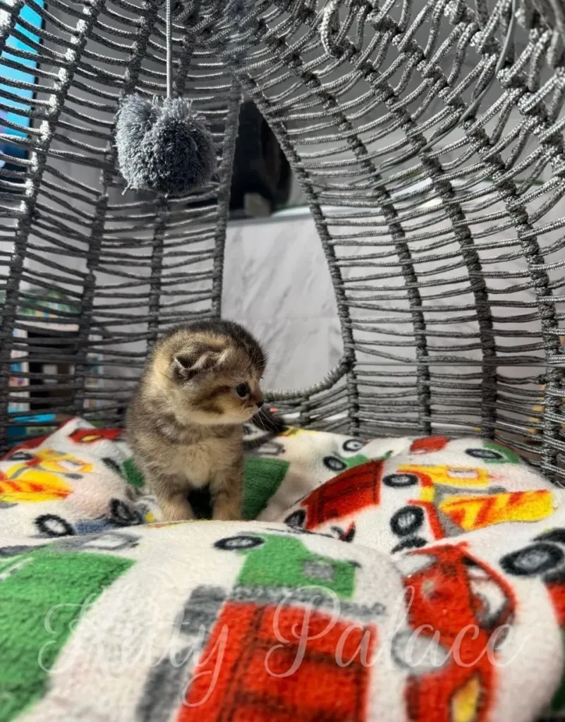 A cute little kitten comfortably resting on a colorful car-themed blanket within a woven basket