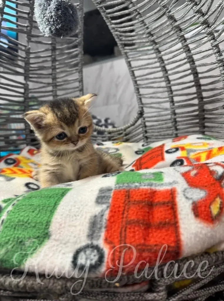 A cute munchkin black golden kitten with beautiful eyes lounging in a supportive basket