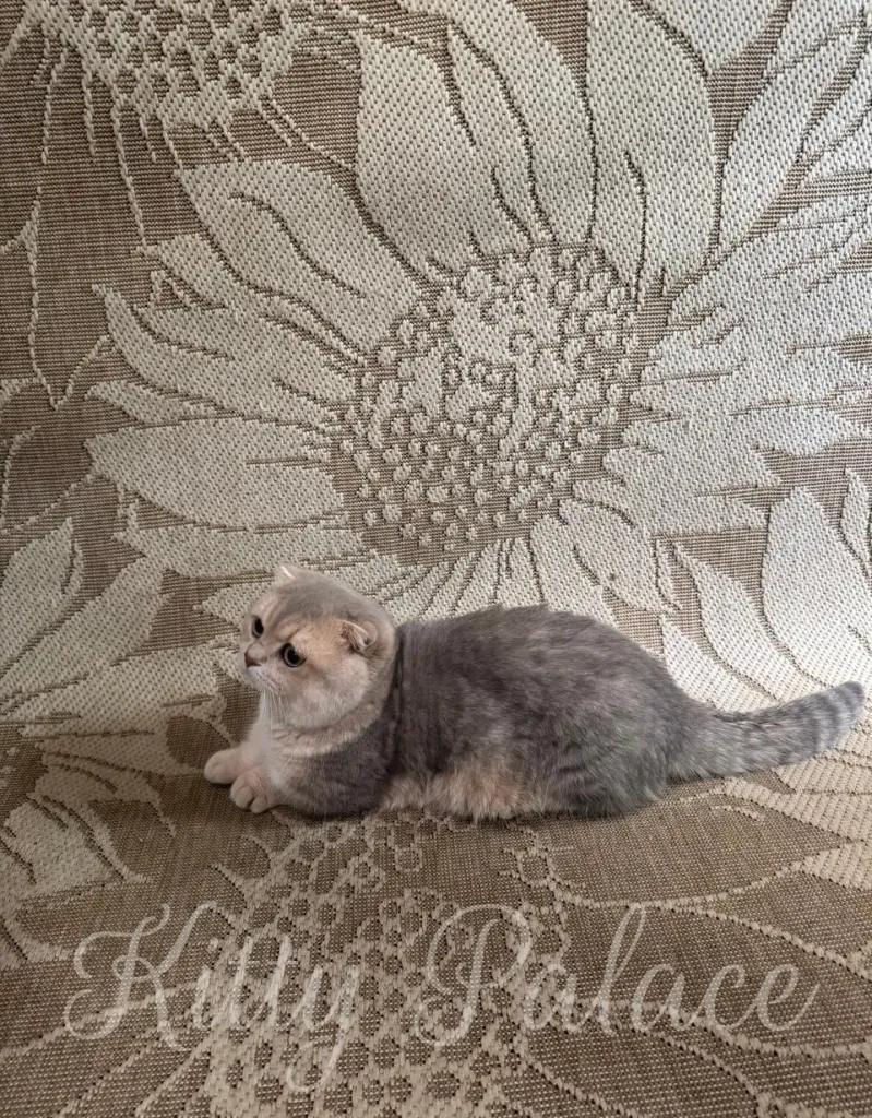A delightful gray Munchkin Fold cat rests peacefully on intricately patterned beige fabric featuring a sunflower design