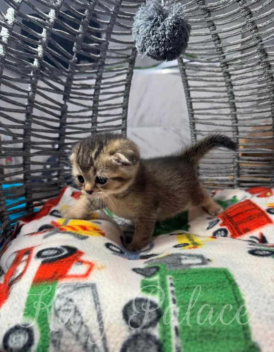 A delightful young golden chinchilla cat exploring its cozy basket filled with a vibrant, patterned blanket