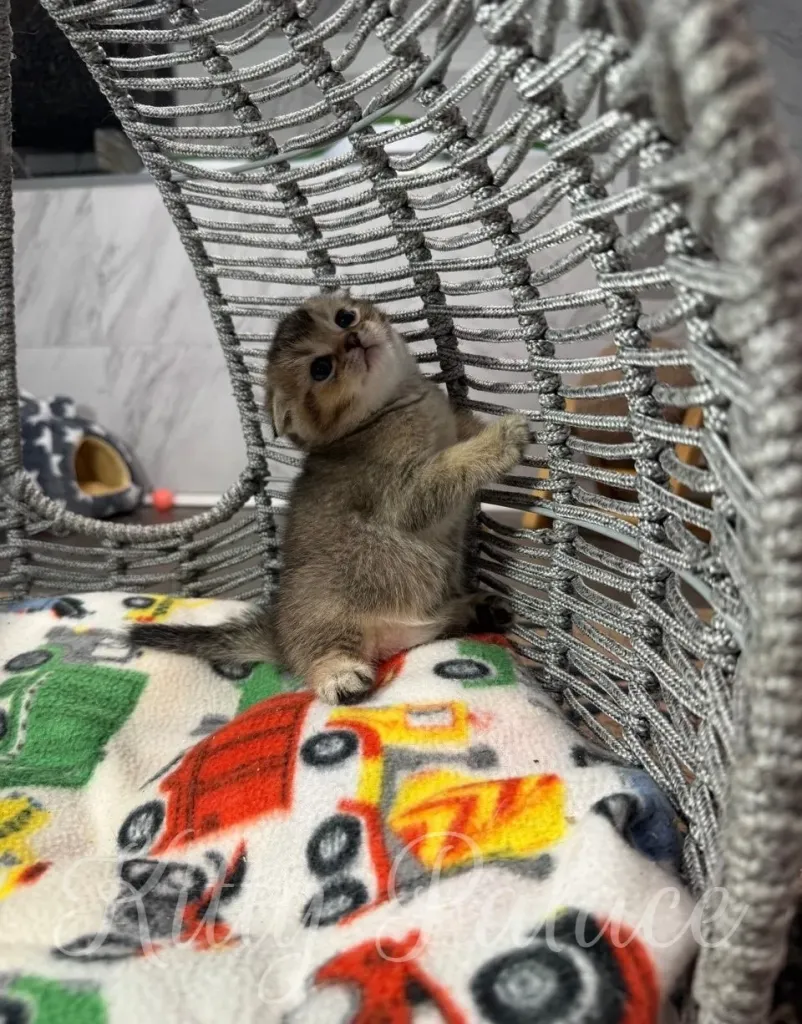 A playful chinchilla golden scottish fold kitten lounges on a cozy chair adorned with a vibrant blanket