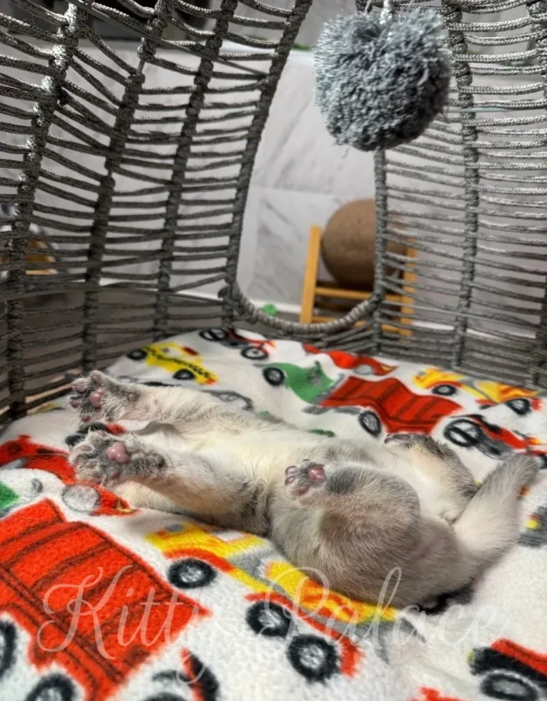 A small cute kitten lying on a colorful and patterned blanket, creating a comfortable and warm atmosphere