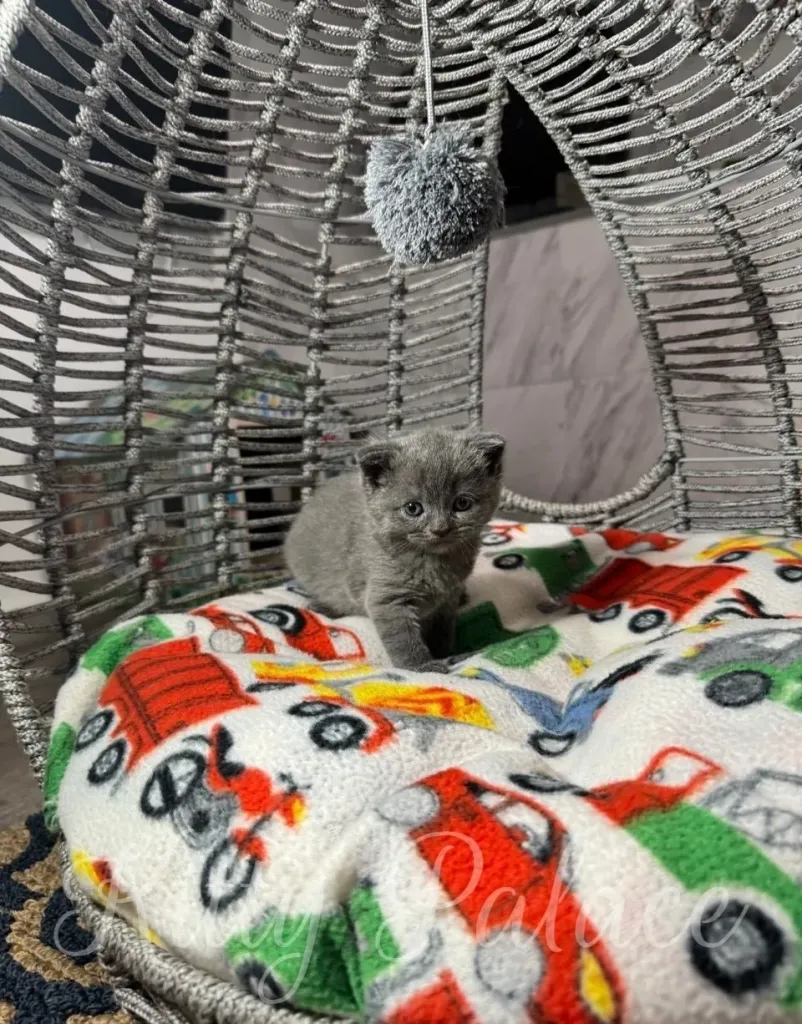 A small blue scottish straight kitten kitten rests on a colorful blanket in a stylish woven chair, creating a cozy and heartwarming scene