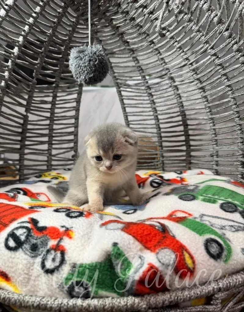 A small gray kitten sits comfortably on a colorful patterned blanket within a stylish wicker bed