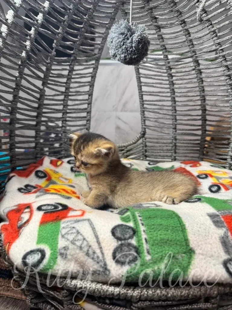 A small kitten lies on a vibrant blanket within a woven basket